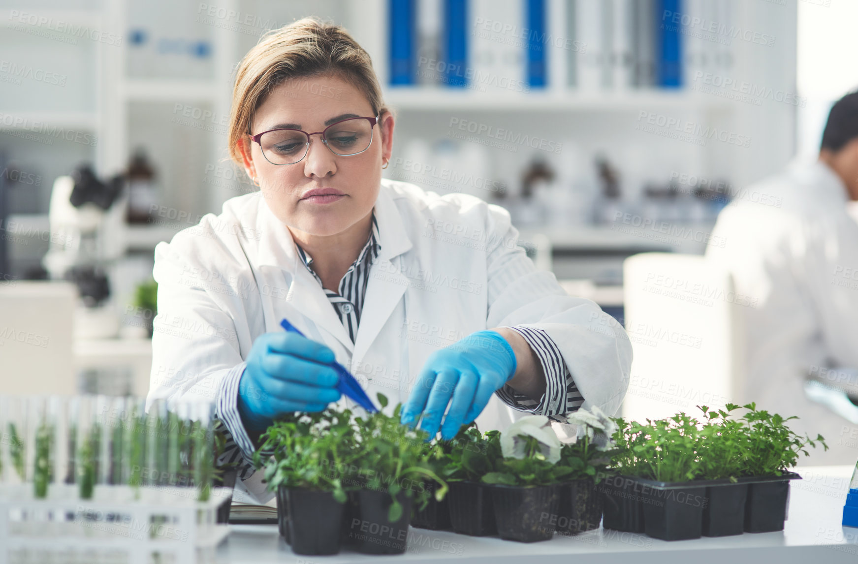 Buy stock photo Cropped shot of an attractive young female scientist picking plant samples using a tweezer in a laboratory with her colleague in the background