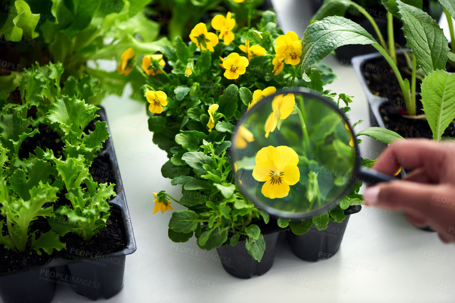 Buy stock photo Cropped shot of a female scientist looking at a plant through a magnifying glass