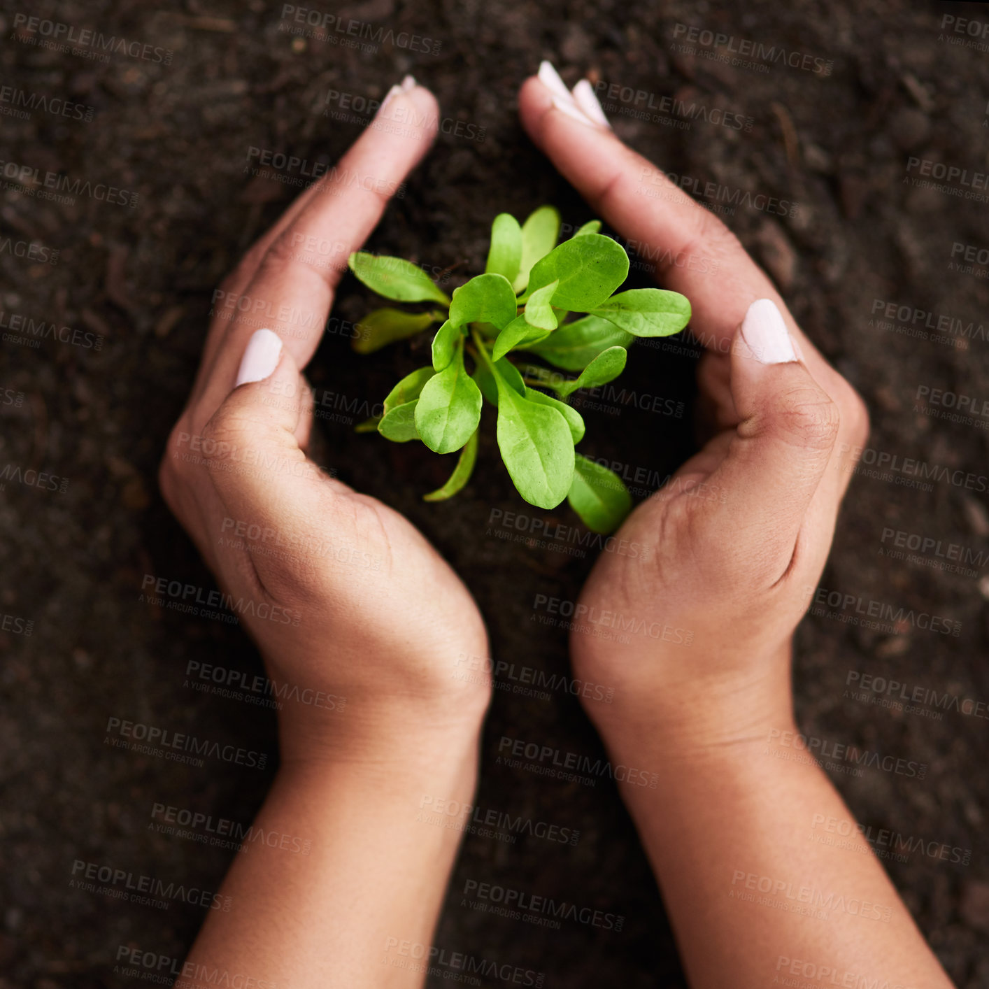 Buy stock photo Cropped shot of an unrecognizable woman holding her hands around a growing plant