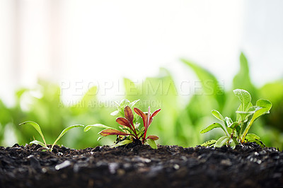Buy stock photo Cropped shot of plants growing from soil