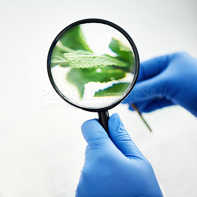 Buy stock photo Ecology, study and hands of scientist with magnifying glass for biochemistry, research and inspection. Lab science, person and botany with lens by plants for environment, investigation and innovation