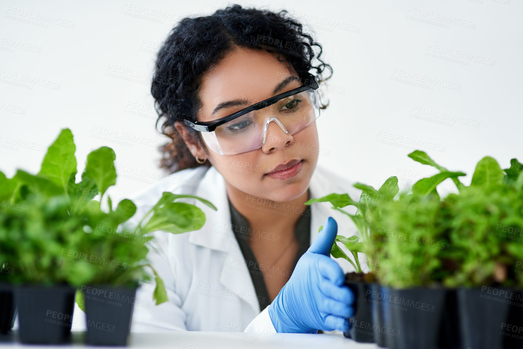 Buy stock photo Agriculture, science and woman with plants in laboratory for biochemistry, development and research. Scientist, person and leaves with innovation for ecosystem, phytochemistry or inspection of growth