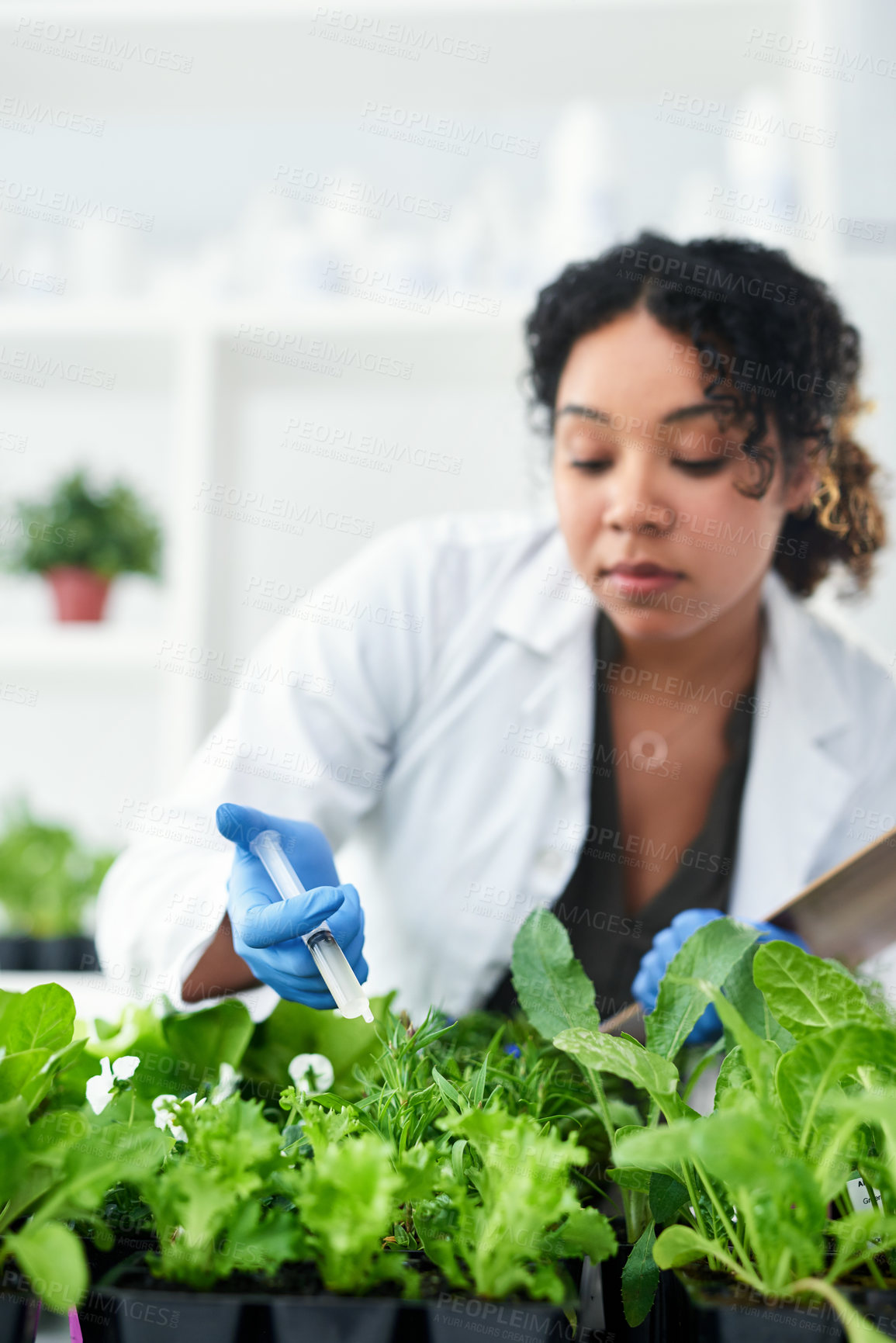 Buy stock photo Science, plant and woman in lab with syringe for research, biology and ecology study. Healthcare, agriculture and person with leaf extract for sustainable, natural medicine and vaccine development