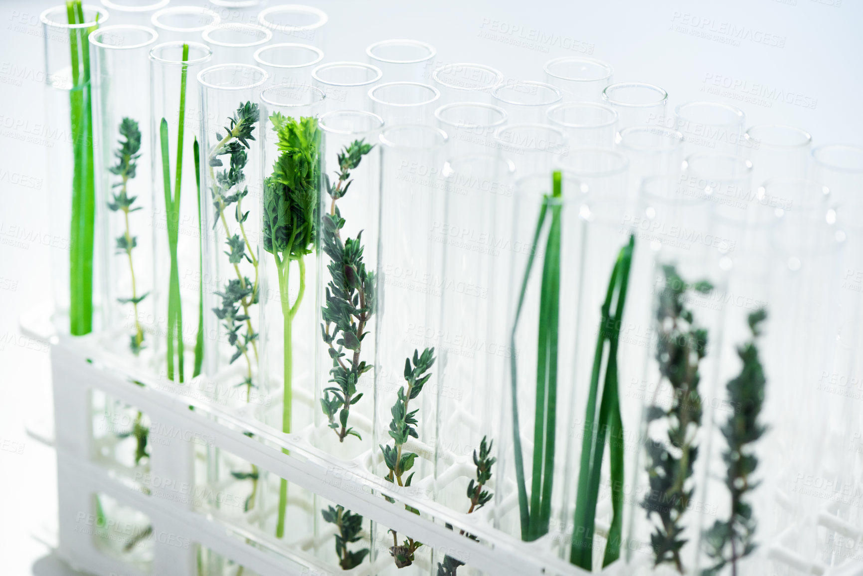 Buy stock photo Shot of different plant species in test tubes in a lab