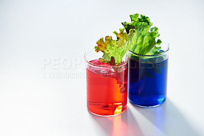 Buy stock photo Shot of leaves in blue and red liquid in a lab