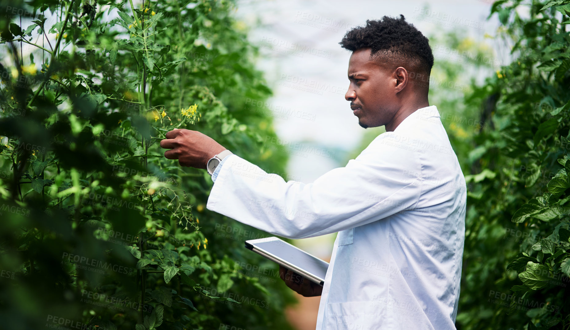 Buy stock photo Scientist, tablet and African man with agriculture research, sustainability or carbon capture test in nature. Plants, eco biology and thinking for inspection, notes or chemical horticulture discovery