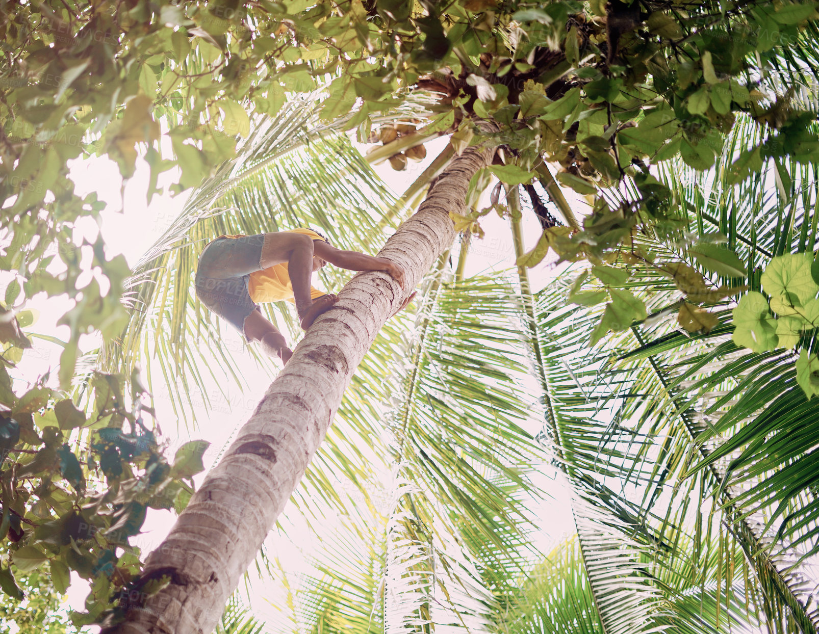 Buy stock photo Low angle shot of a young man climbing up a coconut palm tree in Raja Ampat, Indonesia