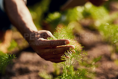 Buy stock photo Hand closeup of a man holding a sprout in spring focusing on growth, environmental issues and global warming. Farmer looking at growing, fresh and green plants. Male worker farming outside in nature