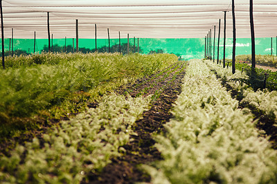 Buy stock photo Cropped shot of rows of crops inside of a greenhouse on a farm