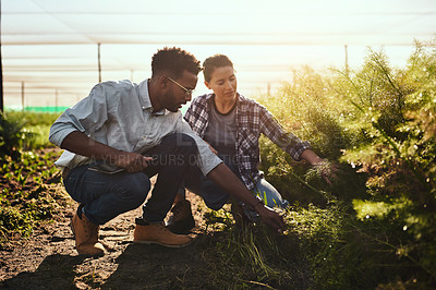 Buy stock photo A farmer and agricultural engineer working in organic green farm or garden center in the countryside. Diverse entrepreneurs checking plant growth and harvesting produce, holding digital tablet.
