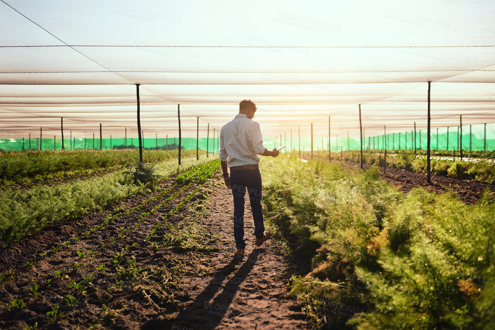 Buy stock photo Farmer with tablet checking farm growth, managing plant export orders on technology and monitoring farming progress. Gardener and environmental scientist analyzing greenhouse science data on estate