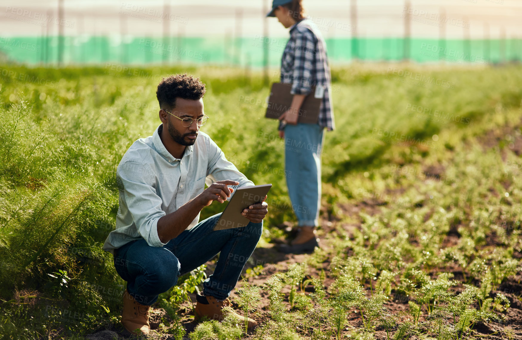 Buy stock photo Full length shot of a handsome young male farmer using a tablet while working on his farm with a female colleague in the background