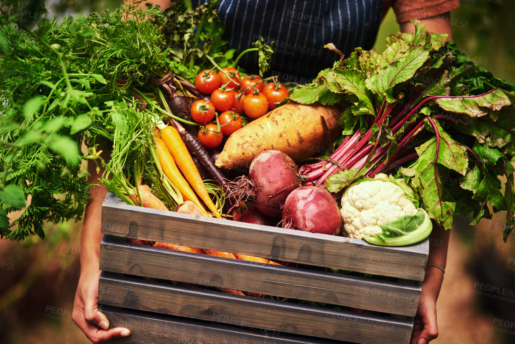 Buy stock photo Cropped shot of an unrecognizable female farmer holding a crate full of fresh produce at her farm