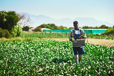 Buy stock photo Farmer, agriculture and black man with crate on farm after harvest of vegetables on mockup. Agro, countryside and African person with box of green product, food or farming in field for sustainability