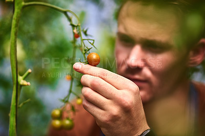 Buy stock photo Shot of a handsome young farmer looking at his growing crop of tomatoes in the fields at his farm