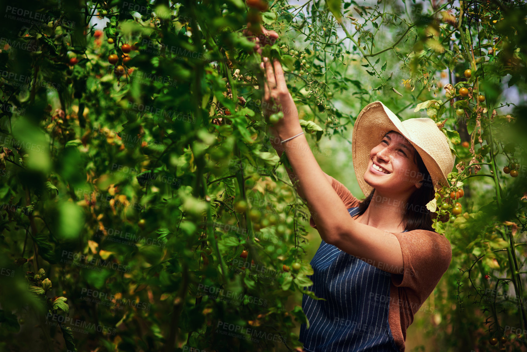 Buy stock photo Shot of an attractive young female farmer picking vegetables outdoors in the fields at her farm