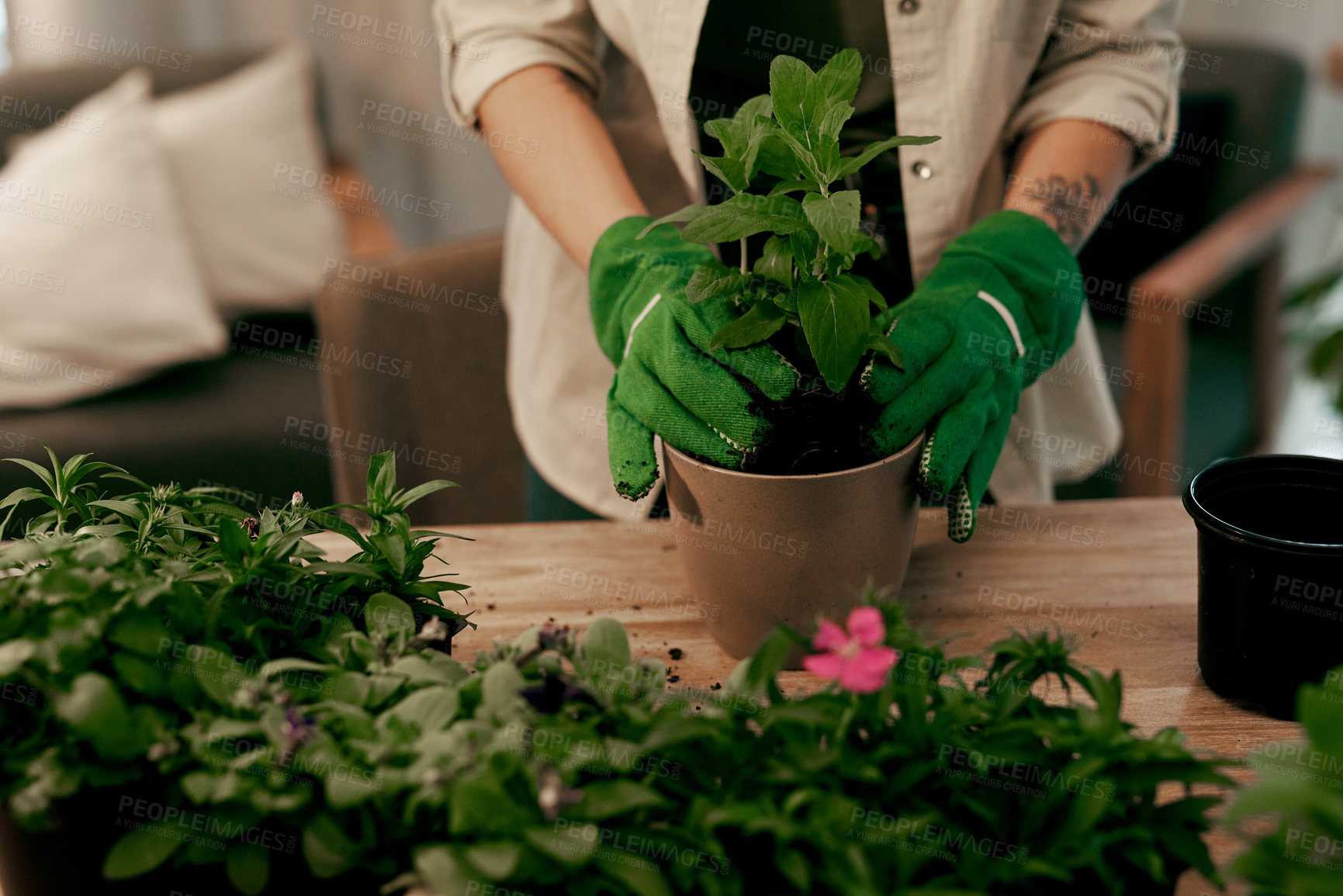 Buy stock photo Hands, florist and table with plant in home for gardening, eco friendly and environmental. Person, gardener and horticulturist for green project or sustainability and greenhouse for natural growth