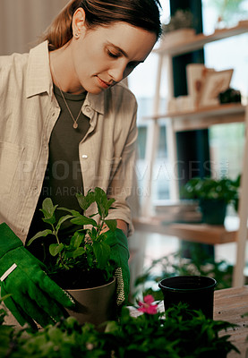 Buy stock photo Shot of an attractive young florist potting plants inside her store