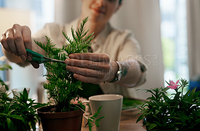 Buy stock photo Cropped shot of an unrecognizable florist trimming the leaves of a pot plant inside her store