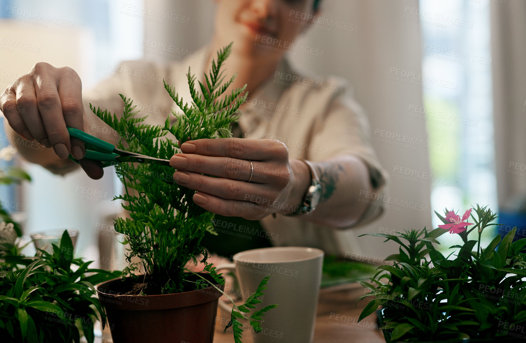 Buy stock photo Cropped shot of an unrecognizable florist trimming the leaves of a pot plant inside her store