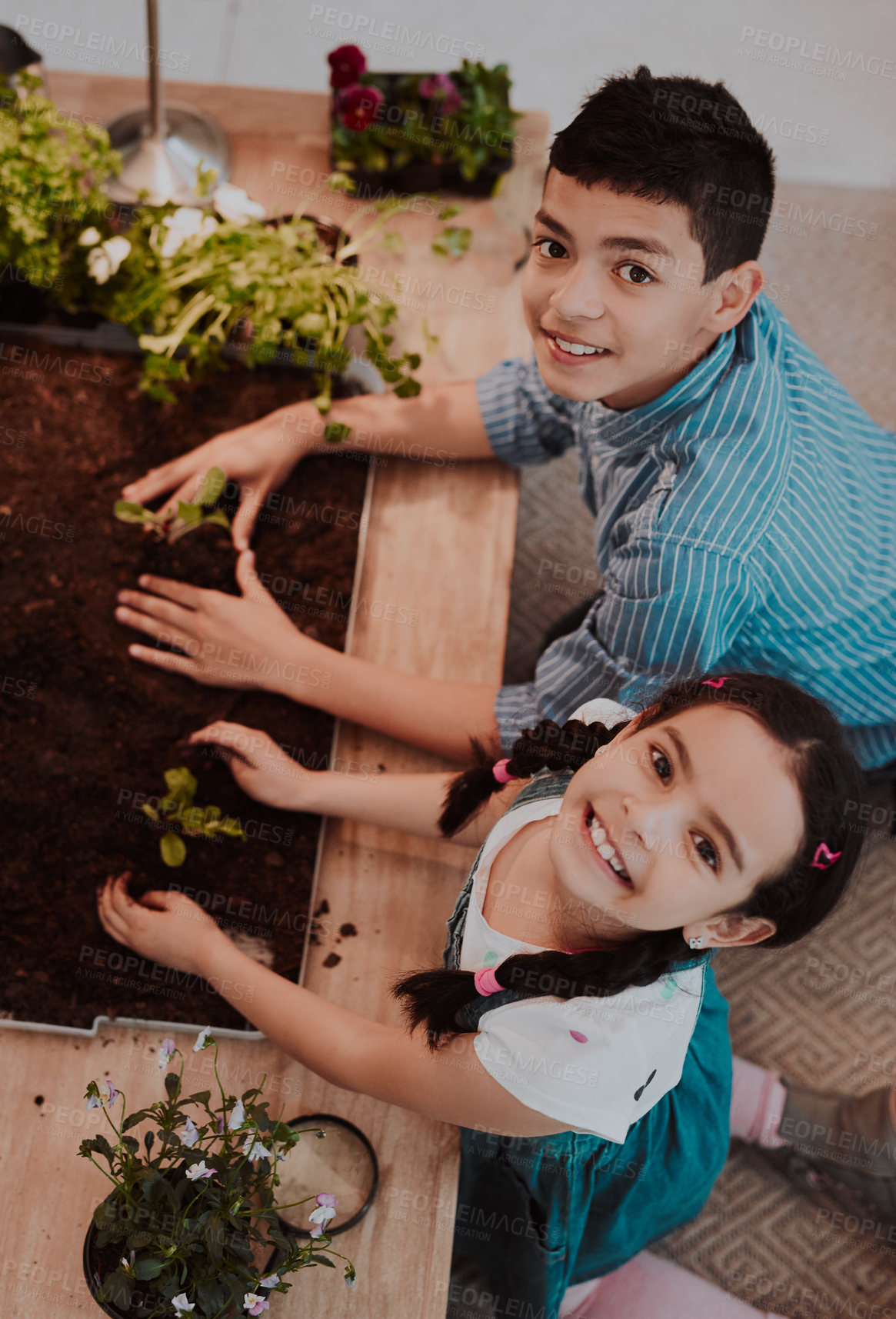 Buy stock photo High angle portrait of two adorable siblings smiling while experimenting with plants at home