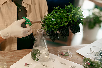 Buy stock photo Cropped shot of an unrecognizable botanist trimming the leaves of a plant inside her office