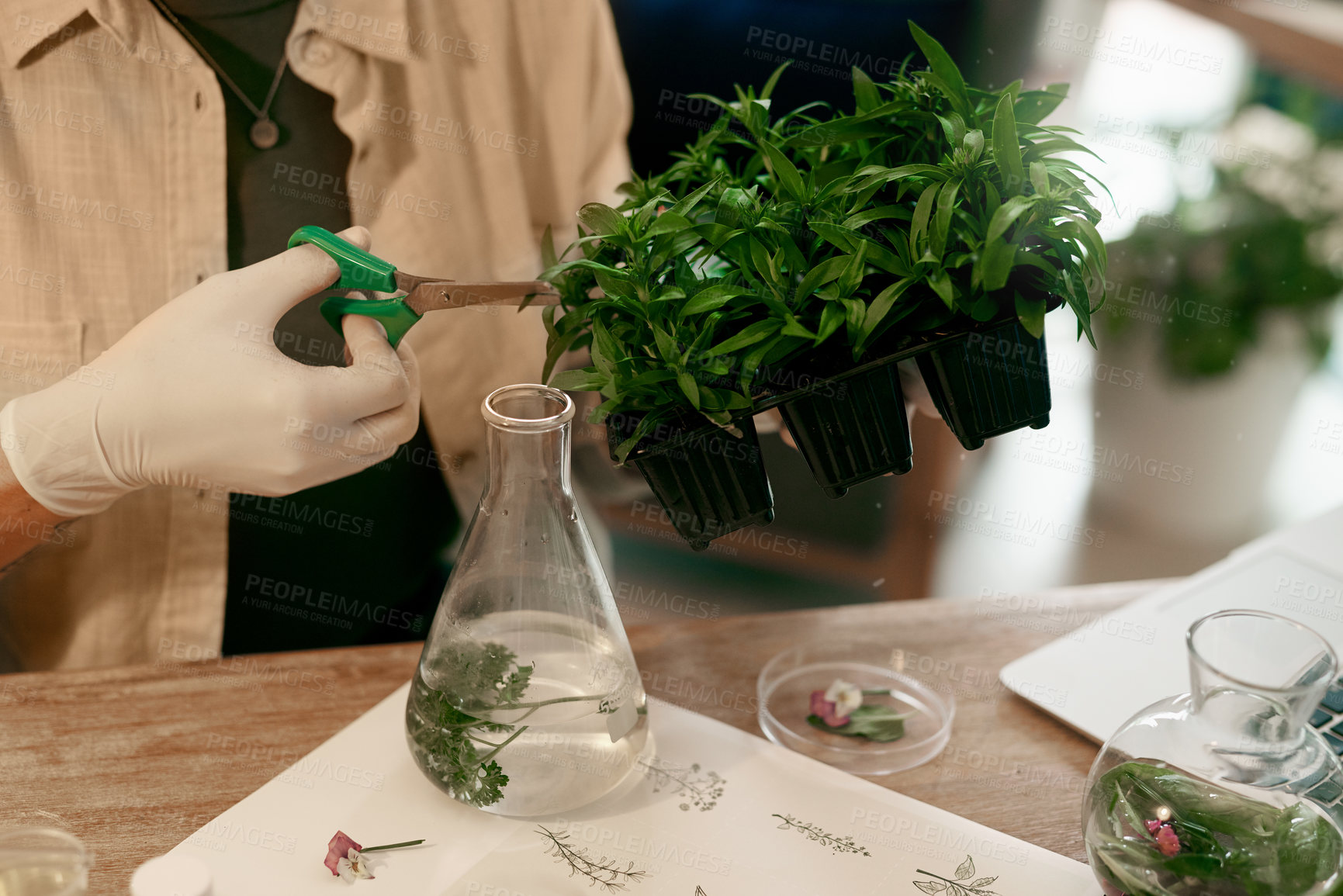 Buy stock photo Cropped shot of an unrecognizable botanist trimming the leaves of a plant inside her office