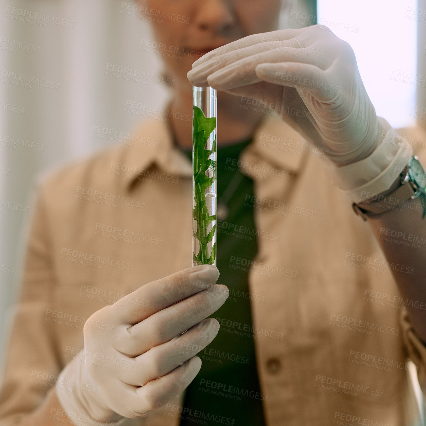 Buy stock photo Cropped shot of an unrecognizable botanist experimenting with hydroponic plants in her office