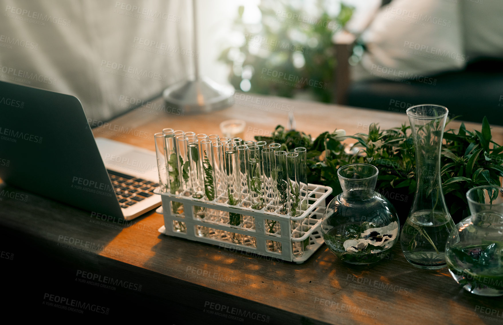 Buy stock photo Plants, test tubes and biology for medical research for botanist, scientist and study in lab. Equipment, science and laptop for academic, education and learning with biotechnology, ecology and nature