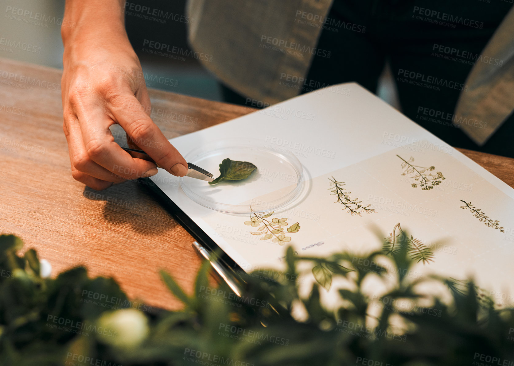 Buy stock photo Plants, petri dish and biology for research for botanist, scientist and study in lab. Equipment, science and person for academic, education and learning with biotechnology, ecology and nature