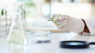 Buy stock photo Study, hand and plant for science research or botany, ecology and green energy for agriculture or growth. Female scientist, zoom and innovation with natural herbs for biotechnology and sustainability