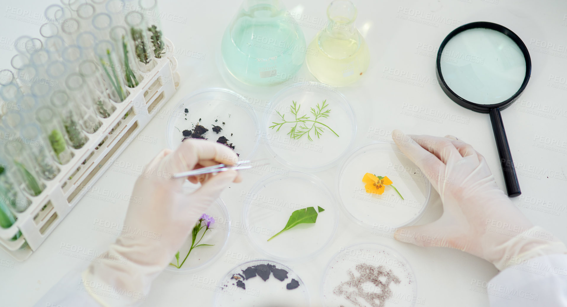 Buy stock photo Magnifying glass, plants and hands of scientist in laboratory studying flower for natural medication. Biotechnology, pharmaceutical and researcher working with leaves for herbal medicine discovery.