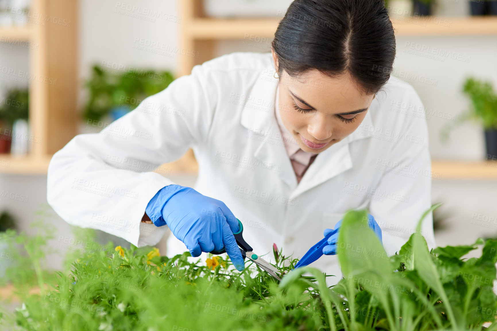 Buy stock photo Laboratory, science and woman with plants for research, growth experiment and environment study. Healthcare, agriculture and scientist with flowers, leaves and natural sample for medical development