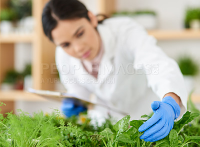 Buy stock photo Laboratory, science and woman with plants for research, growth experiment and ecology study. Healthcare, agriculture and scientist with herbs, leaves and natural sample for botany, medicine or agro
