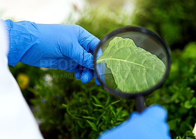 Buy stock photo Hands, magnifying glass and plant in lab for food production, analysis and green with science experiment. Person, leaf and zoom in workplace for agriculture for future, gmo engineering and innovation