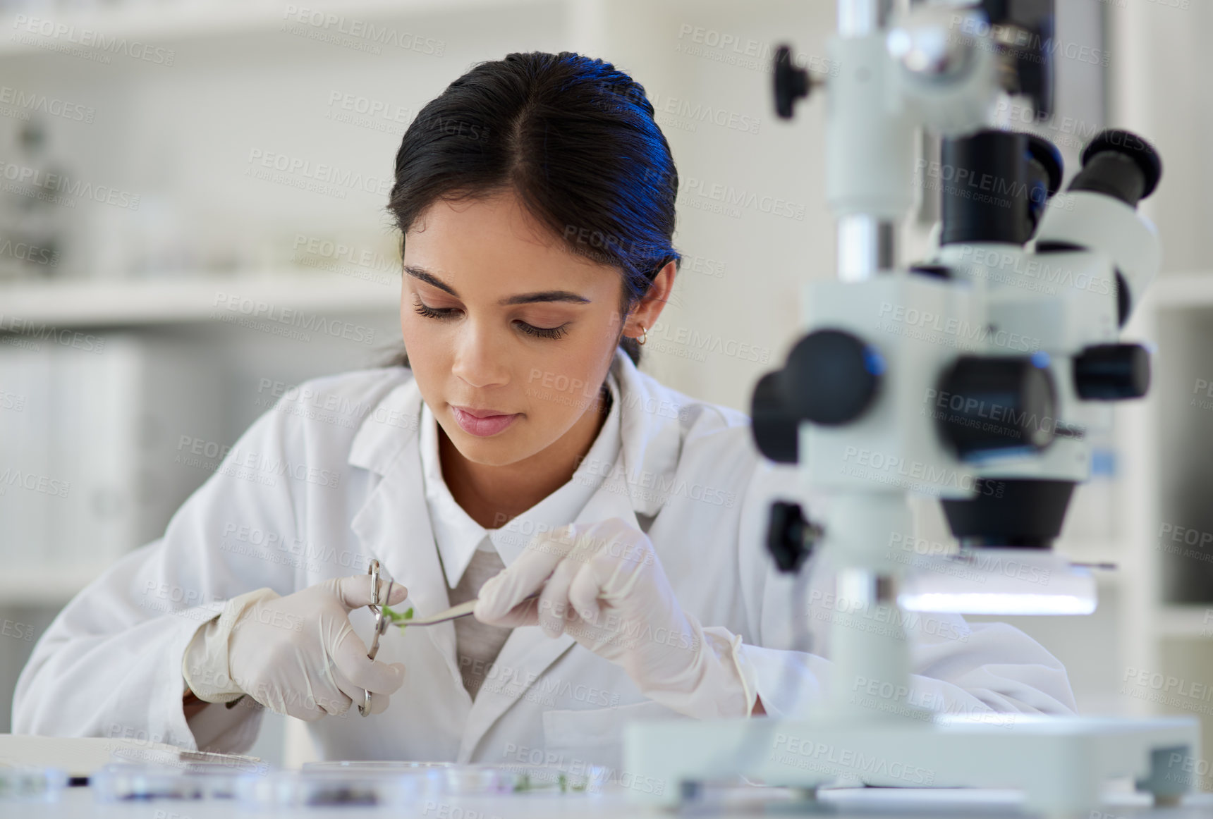 Buy stock photo Science, woman and plant in lab for ecology with scissor for sample analysis, medical experiment or medicine study. Botany, expert or scientist with tool for leaf inspection or sustainable healthcare