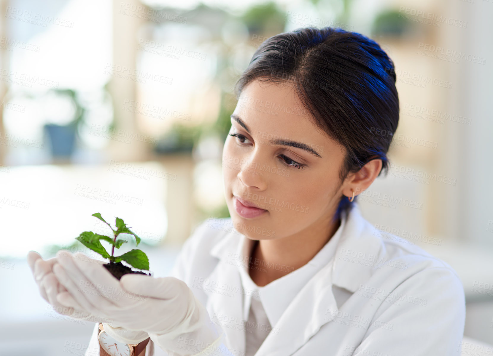 Buy stock photo Scientist, woman and natural plant for research, innovation or botany in medical laboratory. Science professional, organic and experiment with leaf soil for ecology, sustainability and eco friendly