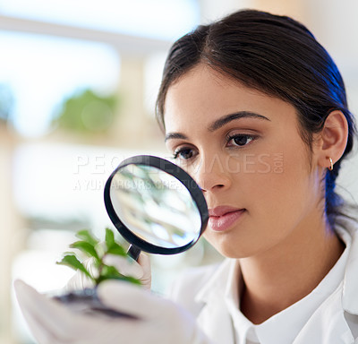Buy stock photo Scientist, woman and magnifying glass on plant for research, innovation or botany in medical laboratory. Science professional, zoom and experiment with leaf for ecology, natural or organic analysis
