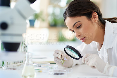 Buy stock photo Magnifying glass, woman and plant for science study or botany, ecology and green energy for agriculture or growth. Scientist and innovation with natural herbs for biotechnology and sustainability.
