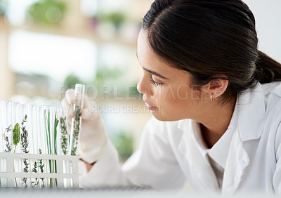 Buy stock photo Scientist, woman and plant in test tube for research, innovation or botany in medical laboratory. Science professional, glass and experiment with leaf for ecology, natural and organic gmo for growth