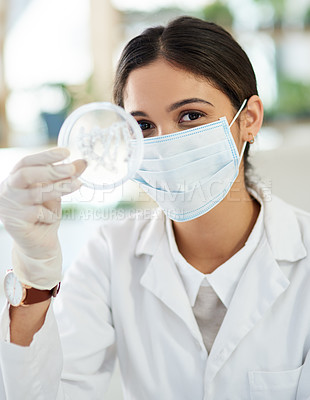 Buy stock photo Scientist, petri dish and research with sample in lab from testing, innovation and development. Medical, woman and specialist with gloves or mask for safety, expert and technician for microbiology