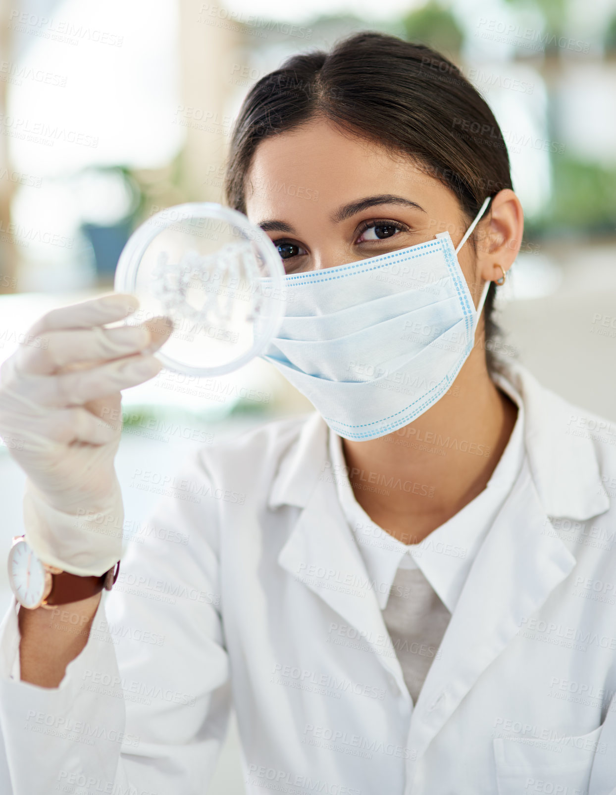 Buy stock photo Scientist, petri dish and research with sample in lab from testing, innovation and development. Medical, woman and specialist with gloves or mask for safety, expert and technician for microbiology