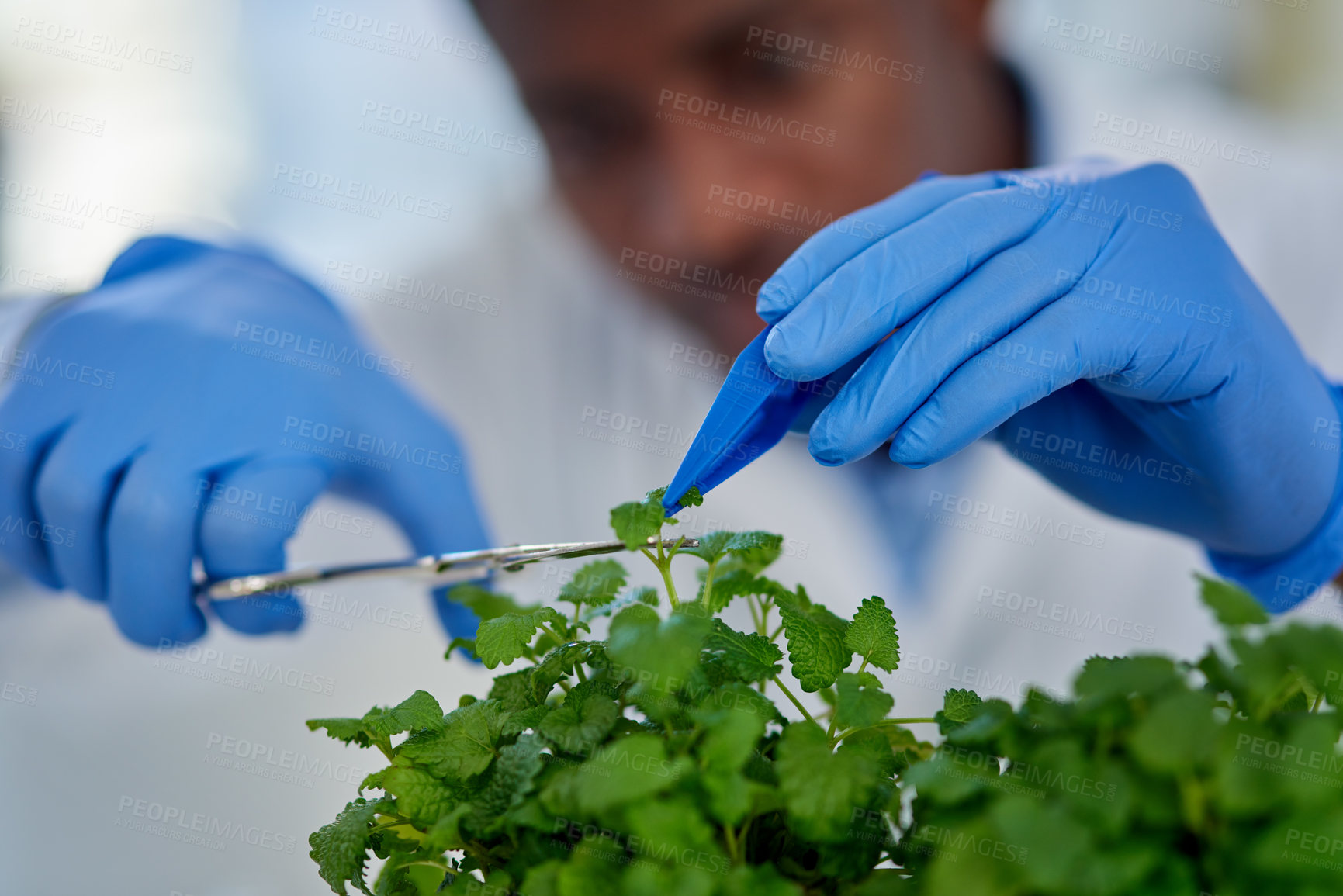 Buy stock photo Science, gloves and scientist with scissor for plants with research for natural herbal medication. Pharmaceutical, botany and hands of botanist cutting green herbs for medical experiment in lab.