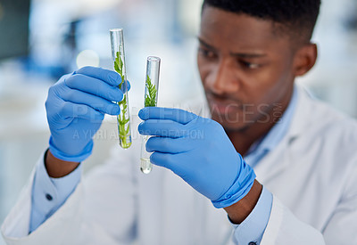 Buy stock photo Black man, scientist and leaves in test tube for research, biology and sample in glass container. Gloves, doctor and person in lab for herbal pharma, food security and agriculture for biodiversity