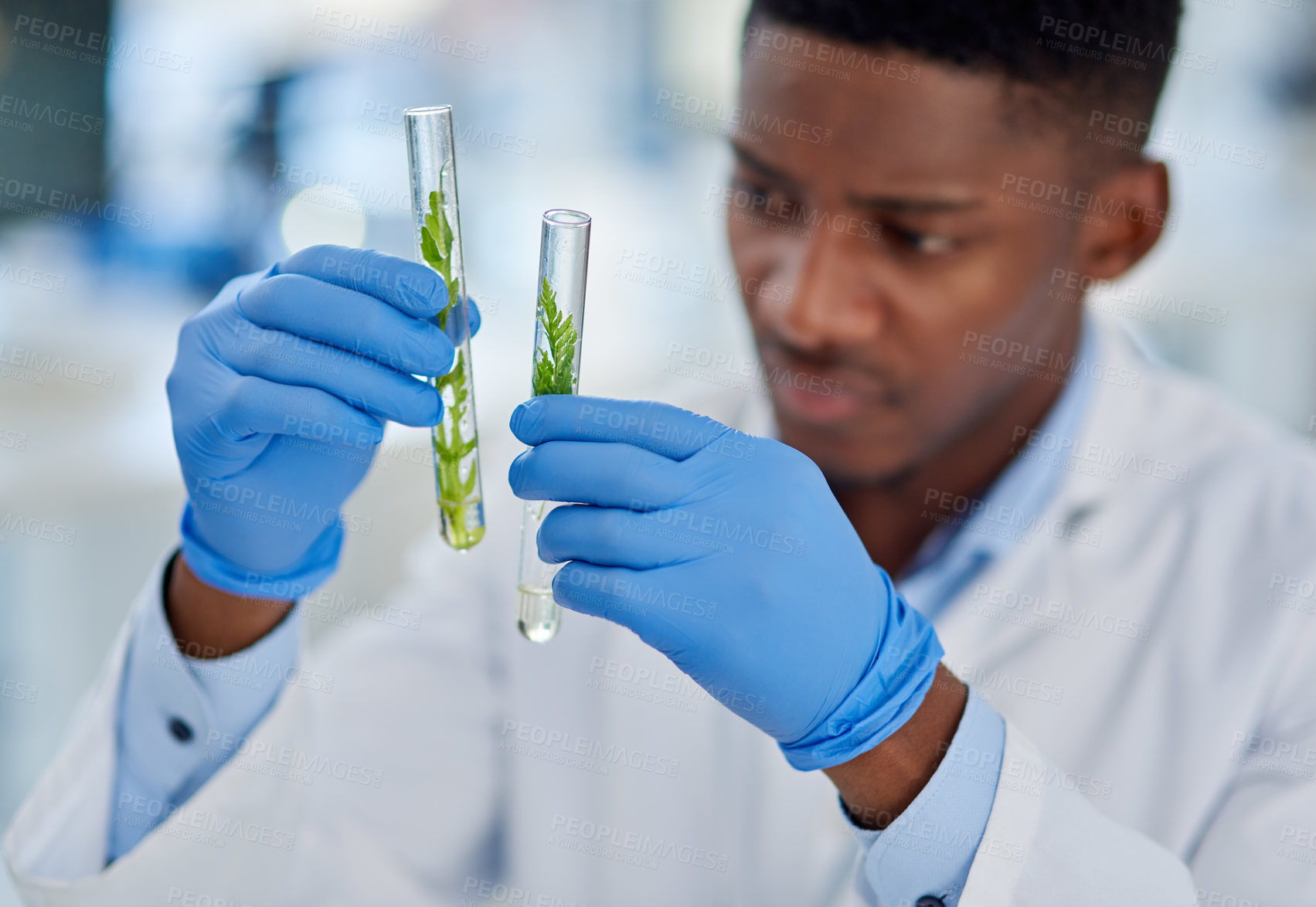 Buy stock photo Black man, scientist and leaves in test tube for research, biology and sample in glass container. Gloves, doctor and person in lab for herbal pharma, food security and agriculture for biodiversity