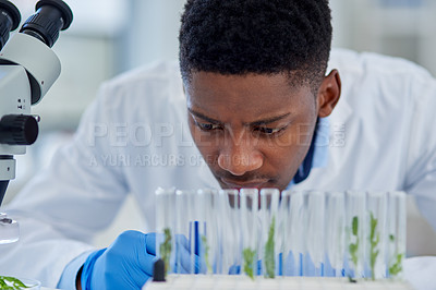Buy stock photo Scientist, plant and sample in lab with research for medical experiment, innovation or development. Science, investigation and black man with analysis of cannabis for knowledge, growth or healthcare