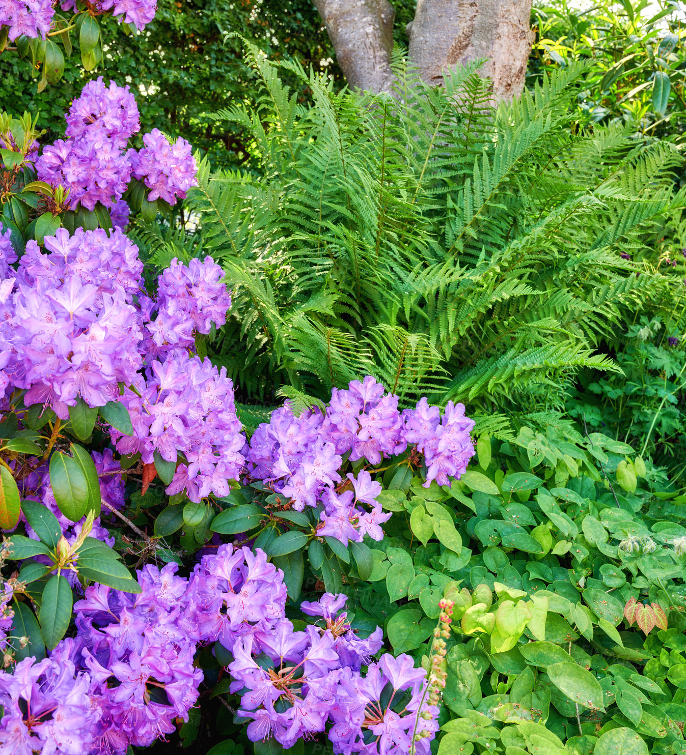 Buy stock photo Purple Rhododendron flowers growing in a botanical garden in summer. Beautiful bush of violet flowering plants on a field in the countryside. Flora blooming and sprouting in a lush grassy meadow