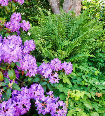 Buy stock photo Purple Rhododendron flowers growing in a botanical garden in summer. Beautiful bush of violet flowering plants on a field in the countryside. Flora blooming and sprouting in a lush grassy meadow