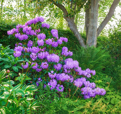 Buy stock photo Flowers, plants and garden with bush for summer, zen and peace with outdoor morning. Purple gem, rhododendron and floral ecology in nature, nursery landscape or botanical park environment with trees