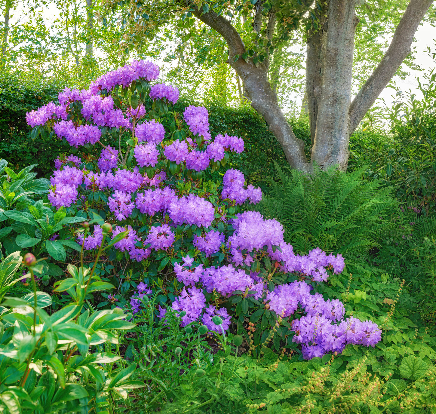 Buy stock photo A series of beautiful garden photos